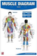  Male Muscle Diagram 